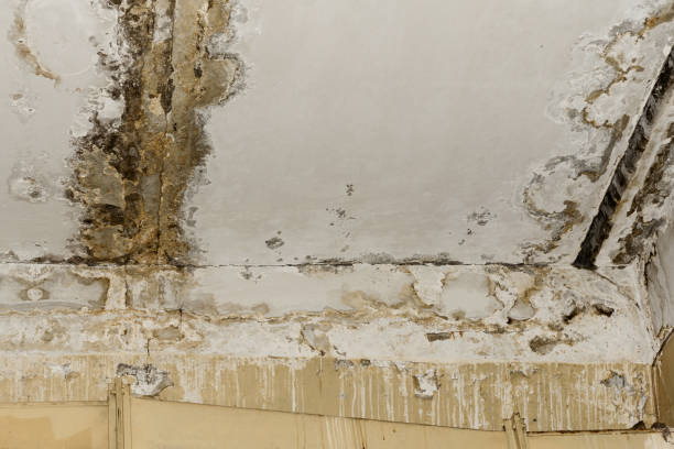 Best Water Damage & Mold Remediation  in Dovesville, SC