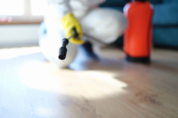 Best Mold Damage Restoration  in Dovesville, SC