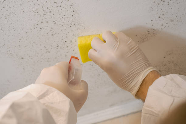 Best Water Damage & Mold Remediation  in Dovesville, SC