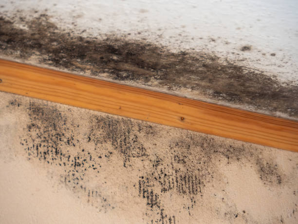 Mold Odor Removal Services in Dovesville, SC