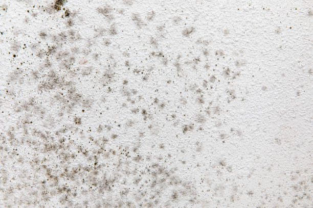 Best Comprehensive Air Testing for Mold Contaminants  in Dovesville, SC