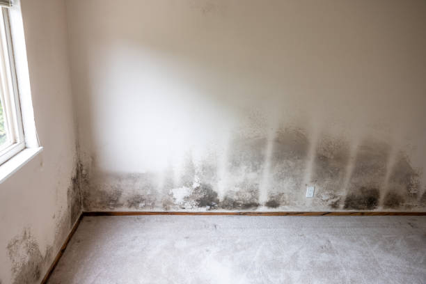 Best Basement Mold Removal  in Dovesville, SC