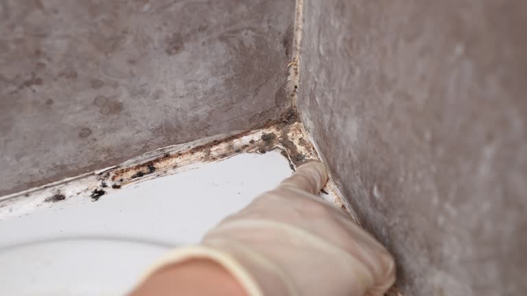 Best Mold Remediation for Healthcare Facilities  in Dovesville, SC